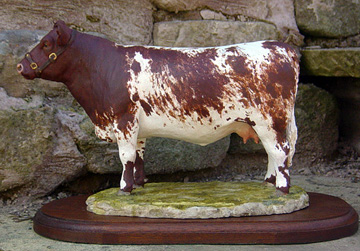 Beef Shorthorn Cow