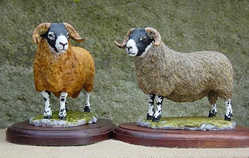 Scottish Blackface Tup Lambs