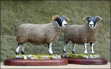 Scottish-Blackface-Ewes