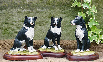 3 Border Collies