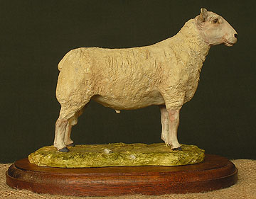 Charollais Ram