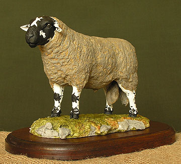 Derbyshire Gritstone Ram