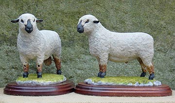 Hampshire Down Ram