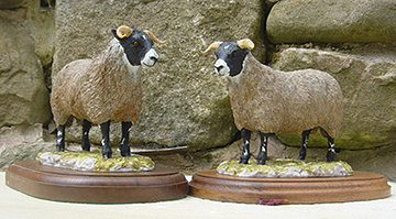 New-Scot-Bface-Ewe-Hog
