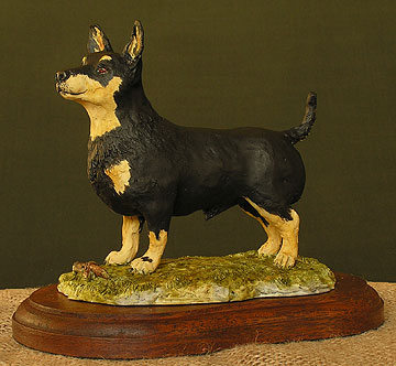 Lancashire Heeler Dog