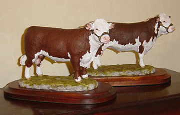 Hereford Bull