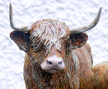 Highalnd Cow