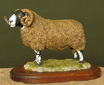 Scottish Black Face Ram 