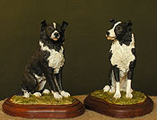 Border Collie Sheepdogs