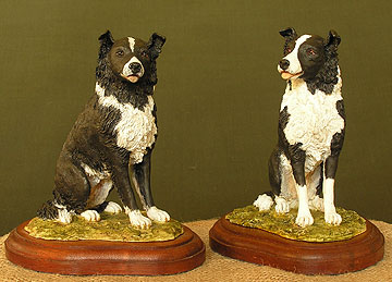 Border Collie Pair