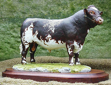 Beef Shorthorn Bull