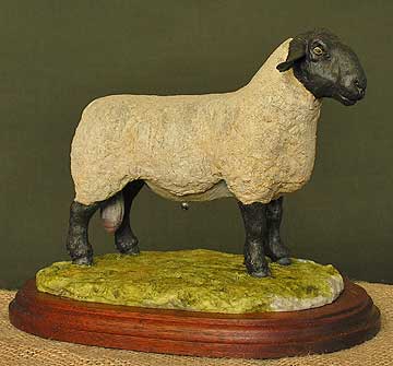 Suffolk Ram 