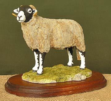 Swaledale Ewe