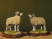 Swaledale Sheep