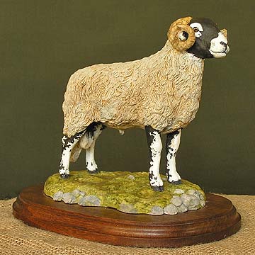 Swaledale Ram