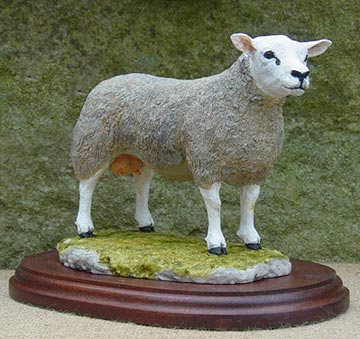 Texel Ewe